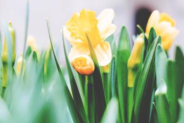 What the Resurrection means for us